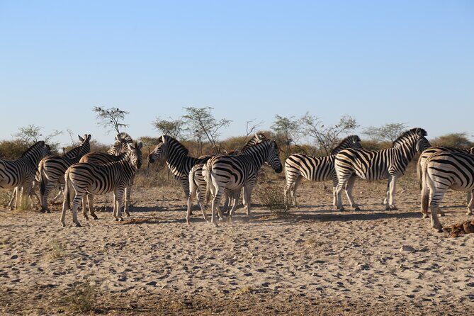 3 Day Hwange National Park Safari Trip from Victoria Falls - Day 1: From Victoria Falls to Hwange