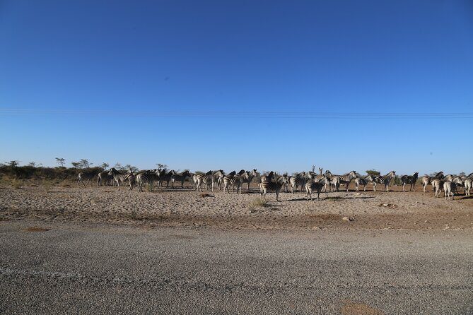 3 Day Hwange National Park Safari Trip from Victoria Falls - Transportation and Logistics