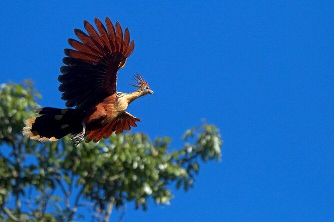 3-day-iquitos-amazon-jungle-adventure-at-ceiba-tops-lodge