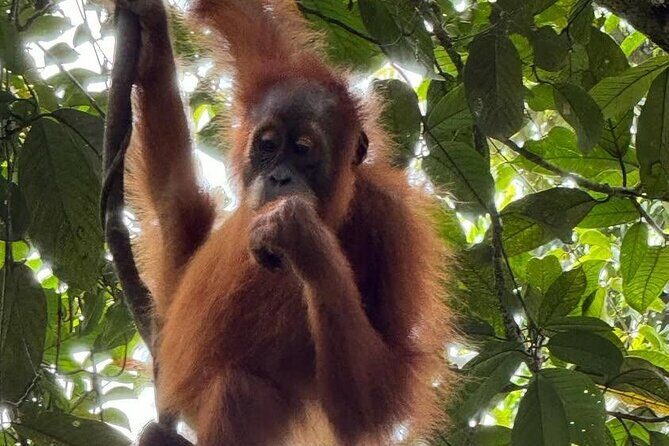 3-Day Jungle Trekking and Art Workshop in Bukit Lawang - The Practical Side: Navigation, Group Size, and Weather