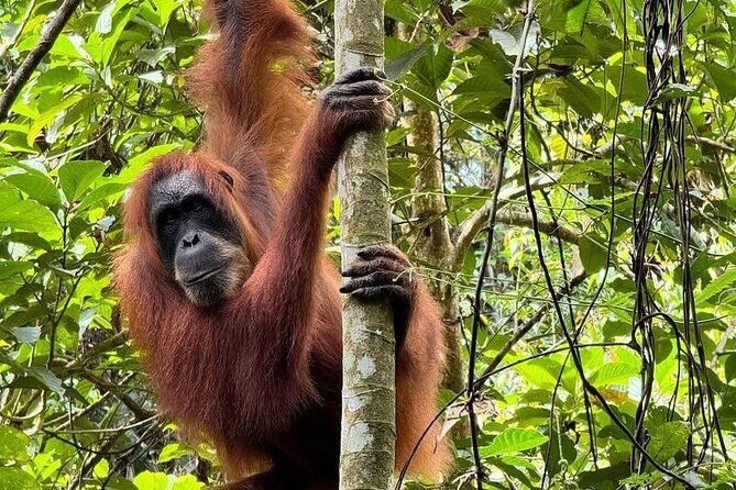 3-Day Jungle Trekking and Art Workshop in Bukit Lawang - Who Would Enjoy This Experience?