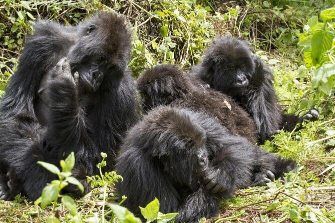 3 Day Kalinzu Chimp Trek and Uganda Gorilla Tour - Key Points