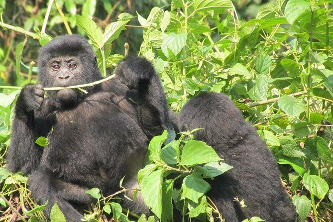 3 Day Kalinzu Chimp Trek and Uganda Gorilla Tour - An introduction to the experience