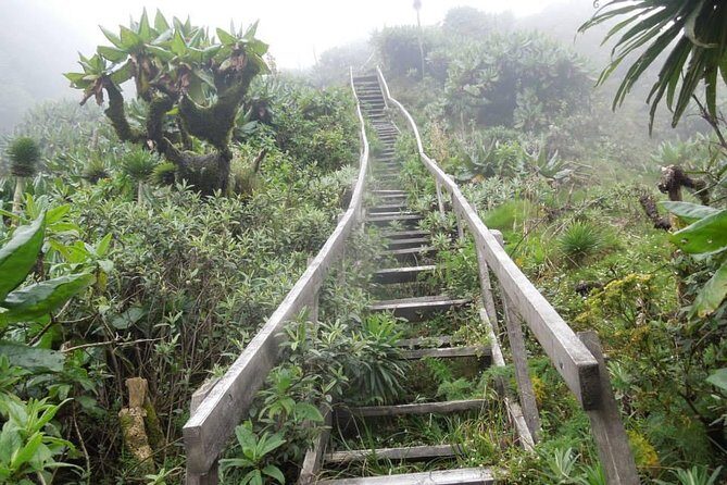 3 Day Kalinzu Chimp Trek and Uganda Gorilla Tour - Authentic insights from reviews