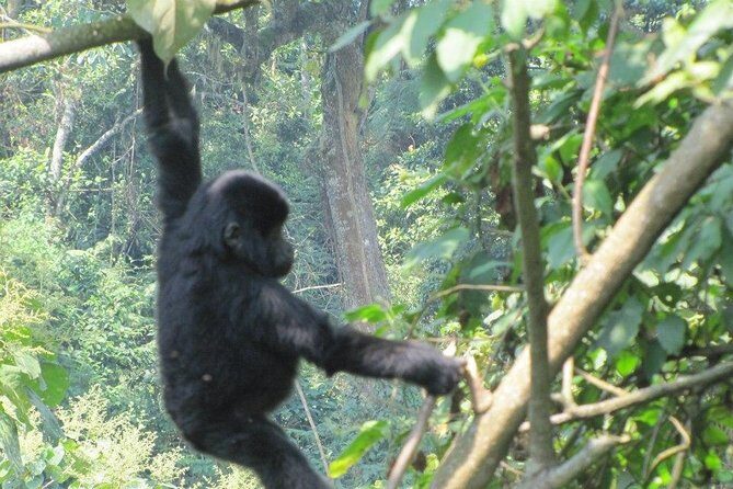 3 Day Kalinzu Chimp Trek and Uganda Gorilla Tour - Final thoughts: Is this tour worth it?