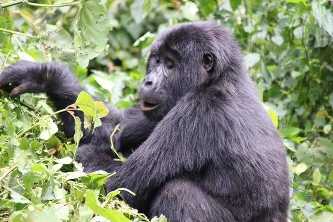 3 Day Kalinzu Chimp Trek and Uganda Gorilla Tour - Frequently Asked Questions