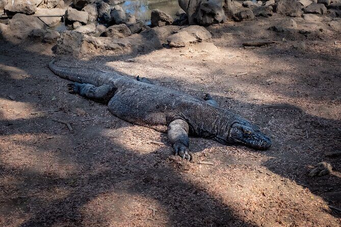 3-Day Komodo National Park Tour: Komodo Island and Rinca Island Trek - Practical Details and Value