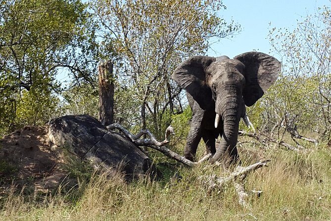 3 Day Kruger National Park and Crocodile River Safari - An In-Depth Look: The Experience