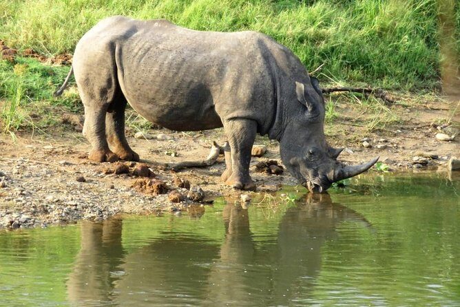 3 Day Kruger National Park and Crocodile River Safari - Why This Tour Will Appeal to You