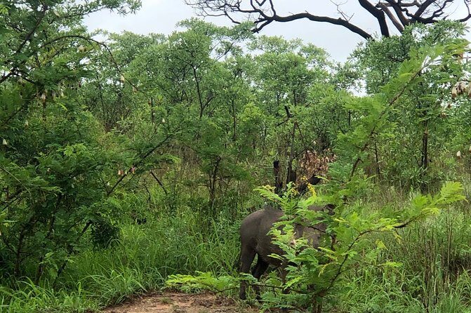 3-Day Kruger National Park Private Safari from Johannesburg - Day 2: The Heart of Kruger and Its Wildlife