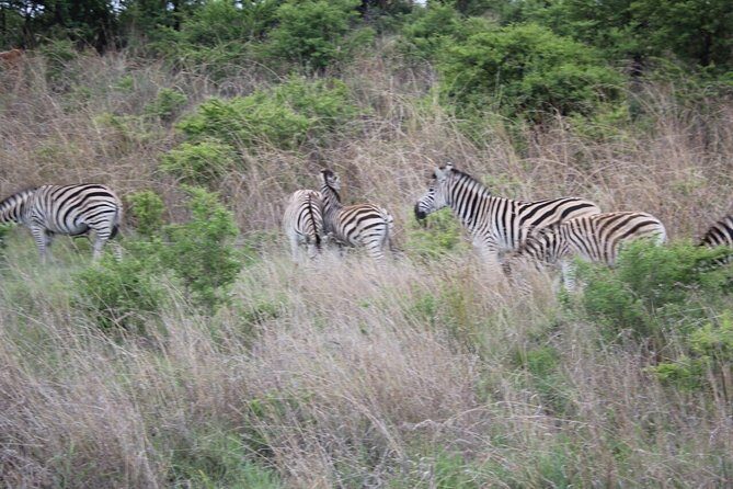 3-Day Kruger National Park Private Safari from Johannesburg - Who Is This Tour Best For?