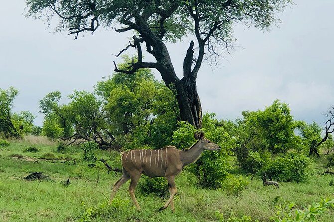 3-Day Kruger National Park Private Safari from Johannesburg - FAQs