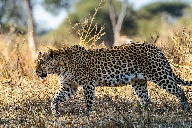 3 Day Kruger National Park Safari from Johannesburg Tour - Transportation, Accommodation, and Group Dynamics