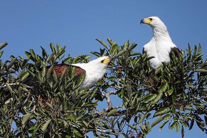 3 Day Kruger National Park Safari & Panorama Route - Transportation and Guide Experience