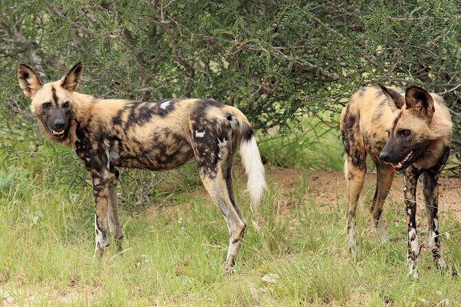 3 Day Kruger National Park Safari & Panorama Route - Meals and Accommodation
