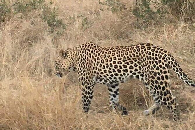 3 Day Kruger National Park Safari & Panorama Route - Who Is This Tour Best For?