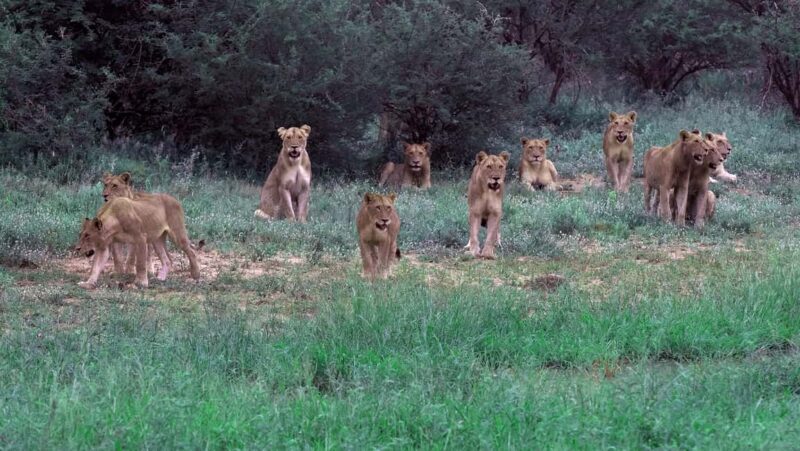 3 Day Kruger Safari Fly-In from Johannesburg - Key Points