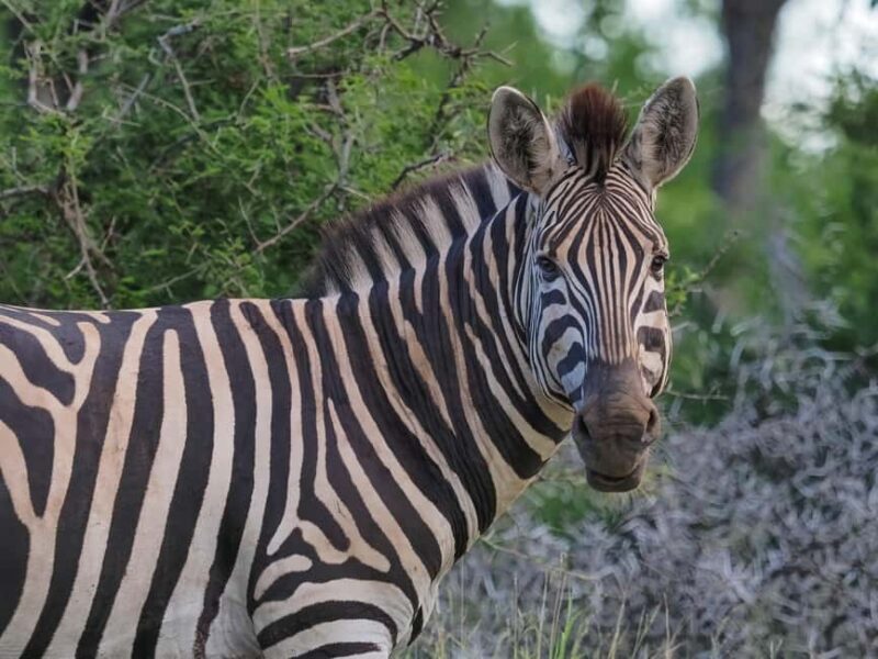 3 Day Kruger Safari Fly-In from Johannesburg - The Sum Up