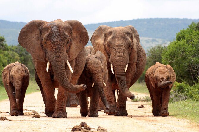 3 Day Kruger Safari with Panorama Tour from Johannesburg - Practical Tips for Travelers