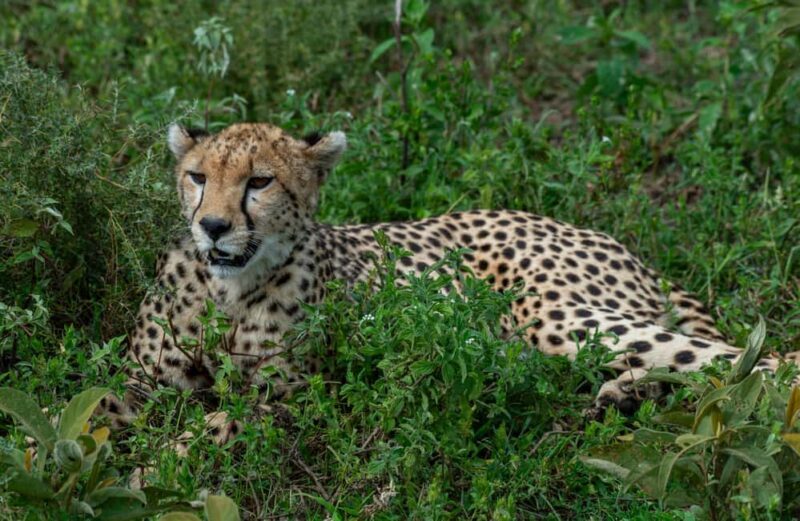 3-Day Lake Manyara and Ngorongoro Crater Safari - The Value of This Safari Experience