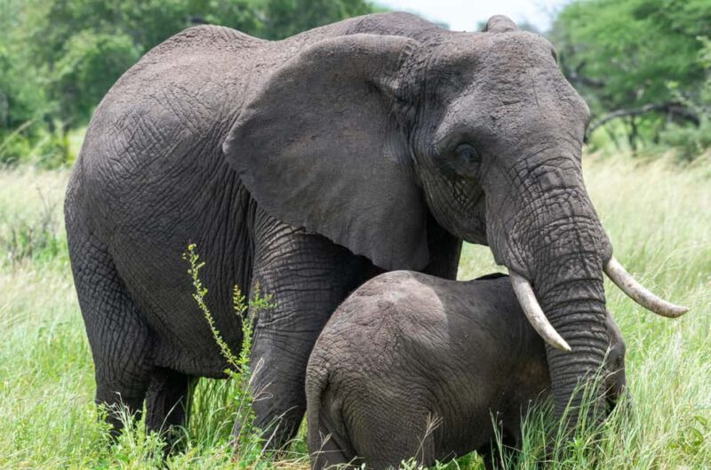 3-Day Lake Manyara and Ngorongoro Crater Safari - Frequently Asked Questions