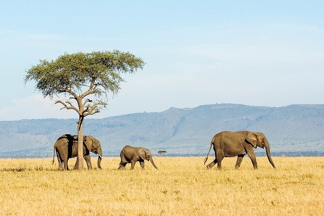 3 Day Lake Manyara, Ngorongoro crater, Tarangire Safari - Introduction: What This Safari Offers