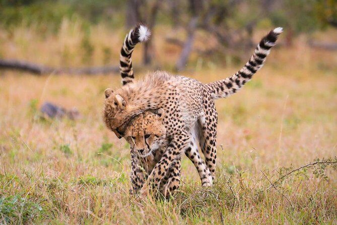 3 Day Lake Manyara, Ngorongoro crater, Tarangire Safari - FAQs