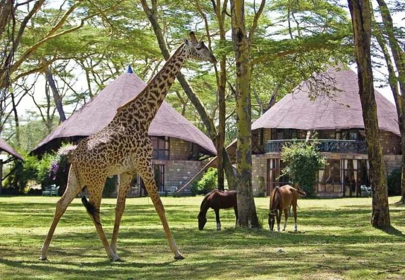 3-day Lake Naivasha, Lake Elementaita and Lake Nakuru Safari - Who Is This Tour Best Suited For?  