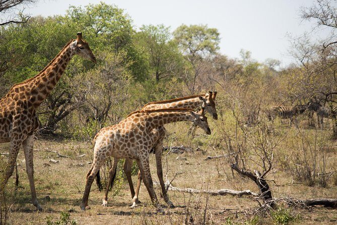 3 Day Lodge/Masango Kruger National Park Safari - Who Is This Tour Best For?
