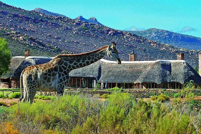 3 Day Luxury Aquila Private Game Reserve - Who Is This Tour Best For?