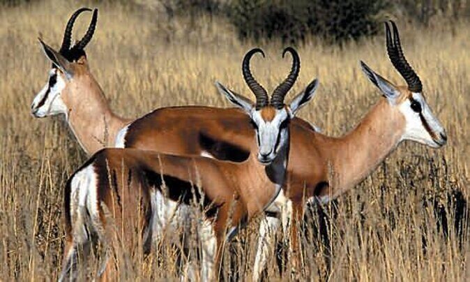 3 Day Luxury Aquila Private Game Reserve - FAQ