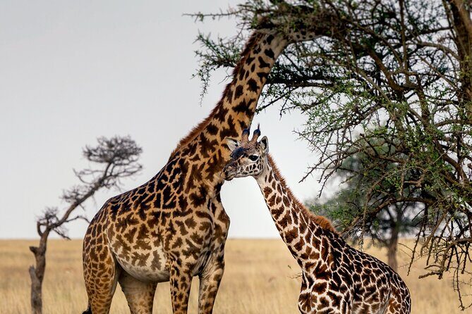 3-Day Luxury Safari Private Tour Tarangire and Ngorongoro - An Overview of the 3-Day Tanzanian Safari