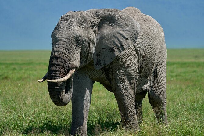 3-Day Luxury Safari Private Tour Tarangire and Ngorongoro - Day 2: Tarangire National Park – Elephants and Ancient Baobabs