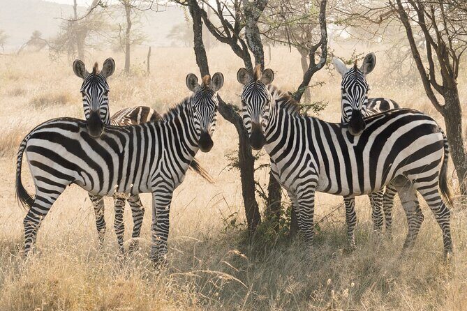 3-Day Luxury Safari Private Tour Tarangire and Ngorongoro - The Value and Booking Considerations