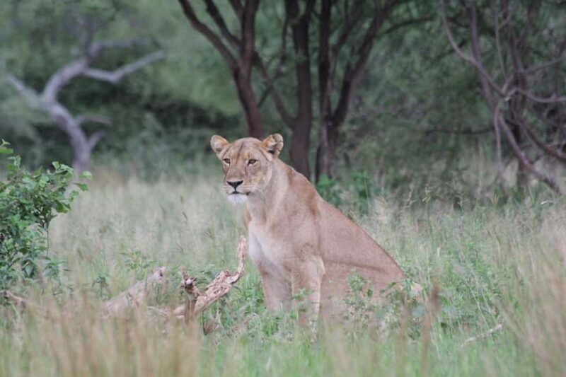 3-Day luxury trip from Dar-es-Salaam to Mikumi Park by train - Key Points