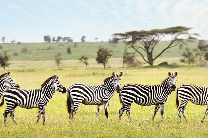 3-Day Maasai Mara Guided Safari From Nairobi - Practical Details That Matter