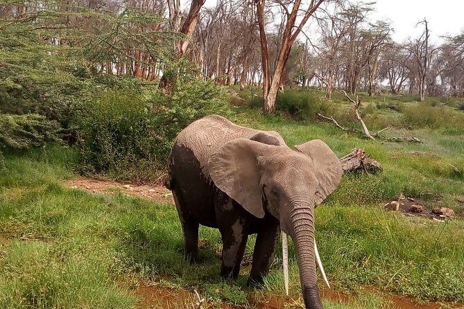 3 Day Maasai Mara & Migration safari - Practical Tips for Future Travelers