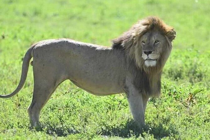 3-Day Maasai Mara Safari Tour in a 4 x4 Land Cruiser Jeep - Key Points