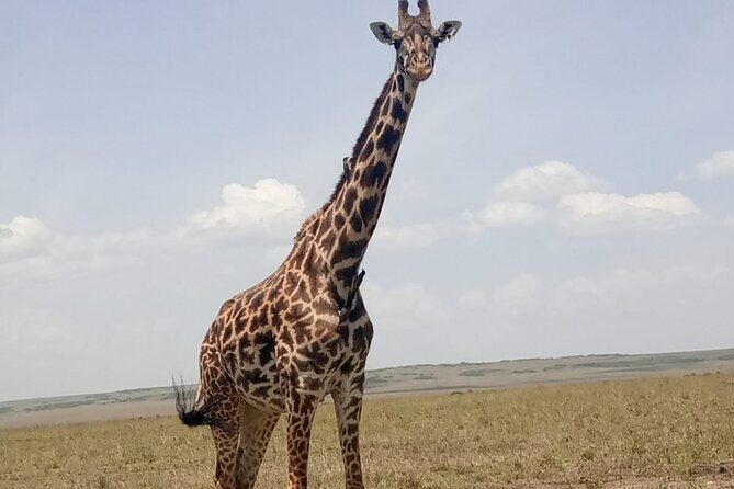 3-Day Maasai Mara Safari Tour in a 4 x4 Land Cruiser Jeep - What to Expect from the 3-Day Maasai Mara Safari