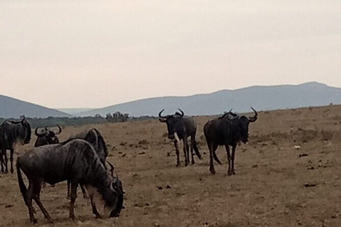 3-Day Maasai Mara Safari Tour in a 4 x4 Land Cruiser Jeep - The Role of Guides and Their Impact on Your Experience
