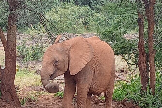 3-Day Maasai Mara Safari Tour in a 4 x4 Land Cruiser Jeep - Cost and Value