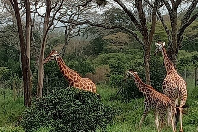 3-Day Maasai Mara Safari Tour in a 4 x4 Land Cruiser Jeep - Who Should Book This Safari?