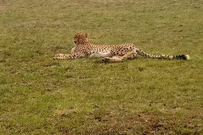 3-Day Maasai Mara Safari Tour in a 4 x4 Land Cruiser Jeep - Final Thoughts