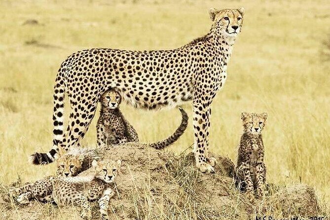 3 Day Maasai Mara Shared Safari In a Safari Van - What Reviewers Say