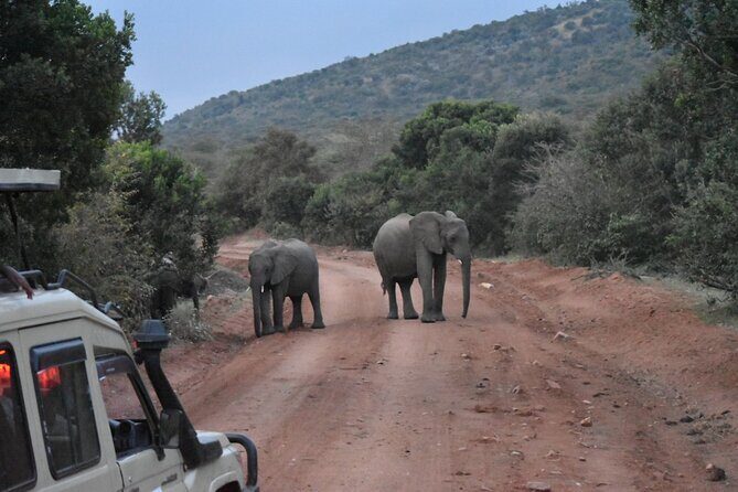 3 Day Maasai Mara Shared Safari In a Safari Van - Final Thoughts