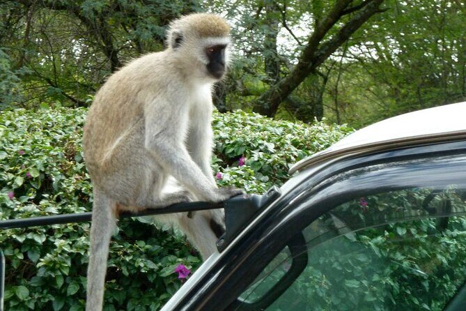 3 Day Maasai Mara Shared Safari In a Safari Van - FAQs