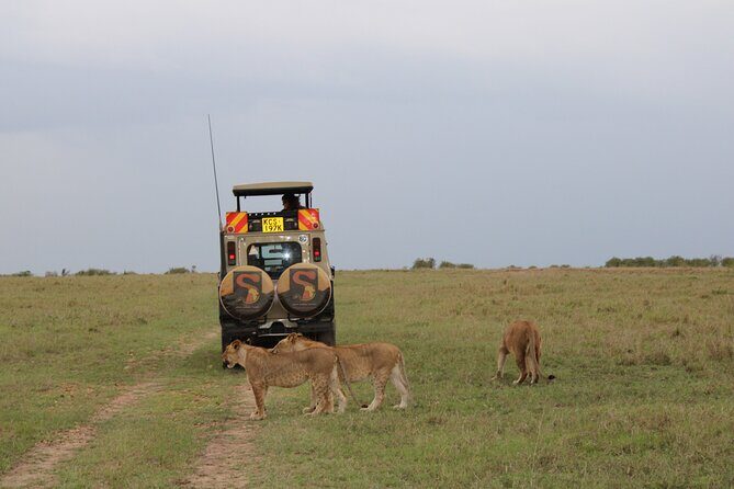 3-Day Maasai Mara Sharing Safari in a 4x4 Land Cruiser Jeep - An In-Depth Look at the 3-Day Maasai Mara Safari