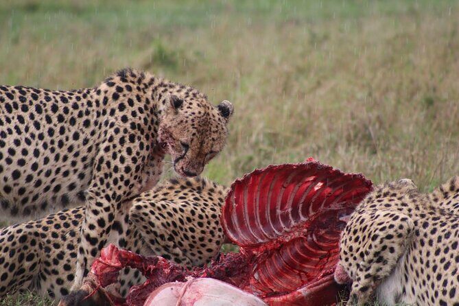 3-Day Maasai Mara Sharing Safari in a 4x4 Land Cruiser Jeep - Final Words