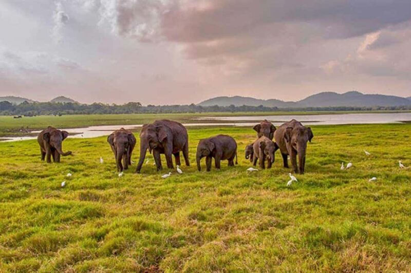 3-Day Mahiyanganaya Wildlife, Waterfalls, Culture, Yala Drop - What Makes This Tour Stand Out?