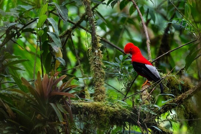 3-day-manu-amazon-rainforest-private-tour